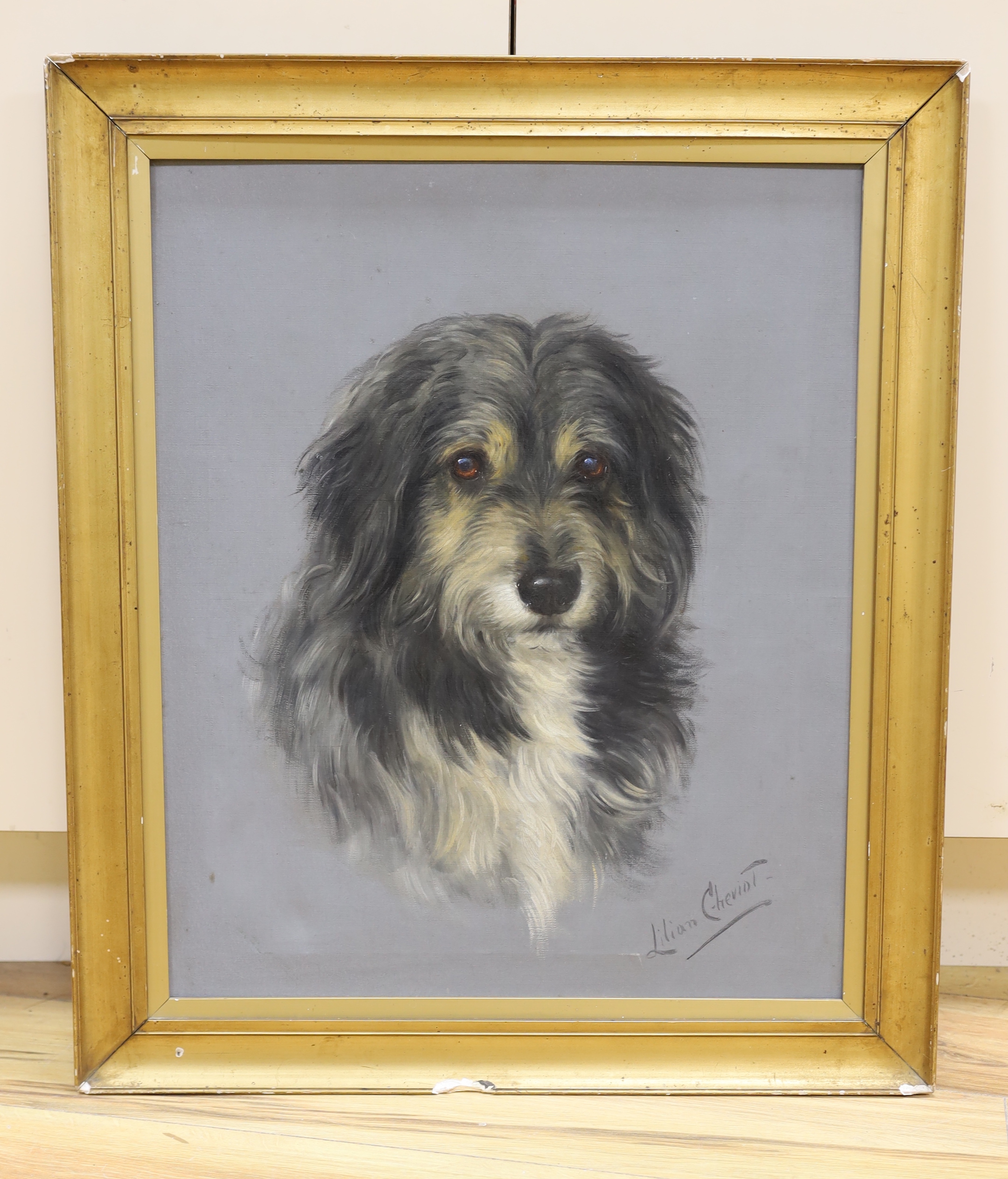 Lilian Cheviot (fl.1894-1924), oil on canvas, study of a collie dog, signed, 57 x 47cm